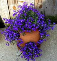 Lobelia Purple Trailing Flower Ground Cover &amp; Hanging Basket 100 Seeds Fresh See - $9.00