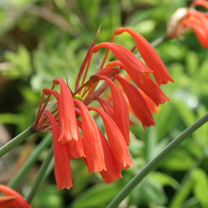 Cyrtanthus Brachyscyphus Knysna Lily 5 seeds Fresh Gardening - $17.96