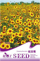 Goodidea Creeping Zinnias Sanvitalia Flower Seeds, Original Pack, 30 Seeds / Pac - $5.50