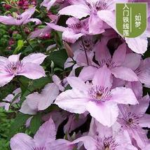 25pc Clematis Seeds Usa Garden Plant Flower Vine Climber (Dream) - £12.56 GBP