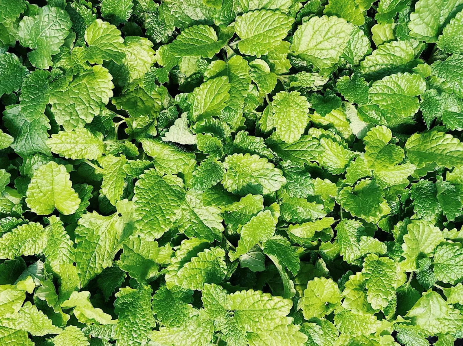 KS Culinary Spearmint Mentha spicata 200 Seeds  - £7.33 GBP