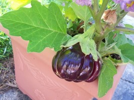 New Fresh Seeds 25 Ruff Red Eggplant Pumpkin On A Stick Edible Ornamenta... - $14.90