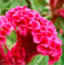 100 Seeds Cockscomb Flower Bonsai Species Bonsai Flower Bonsai Cockscomb Bonsai  - £8.74 GBP