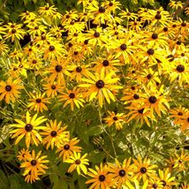 10 Seeds Black Eyed Susan Flowers - Seeds - Organic - Non Gmo - Heirloom Seeds - $8.98