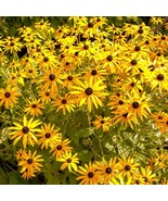 10 Seeds Black Eyed Susan Flowers - Seeds - Organic - Non Gmo - Heirloom... - $12.28 CAD