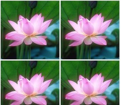 1 seeds Heirloom Light Pink Fragrant Nelumbo Nucifera Lotus Flower Seeds - £7.36 GBP