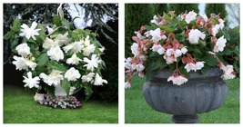 2 White Begonia Double Hanging Basket Live Flower Bulbs Blooms Summer To... - $49.99