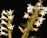 CAMPYLOCENTRUM SP. ECUADOR DWARF MINIATURE ORCHID MOUNTED - $43.00