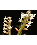 CAMPYLOCENTRUM SP. ECUADOR DWARF MINIATURE ORCHID MOUNTED - $36.55