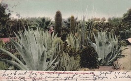 Cactus Garden Westlake Park Los Angeles California CA Postcard 1909 UDB  - £2.36 GBP