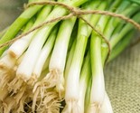 Evergreen Long White Bunching Onion 100 Seeds Easy To Grow  - £7.06 GBP