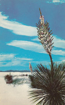 Chrome Postcard B185 Yuccas in Great White Sands New Mexico National Monument - £3.62 GBP