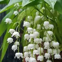 Lily Of The Valley seedsEasy To Plant Ornamental Plants In Balcony Garden - $6.00
