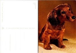 Langhaardackel Basset Dog Portrait VTG Postcard - £7.01 GBP