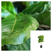 SEPTH Fiddleleaf Fig Tree Tall Yroo Live Plant  10Inches Pot 3&quot;&quot;-4&quot;&quot; - $74.99