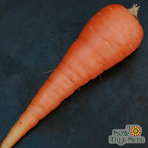 1000 Danvers Carrot Seeds For Garden Planting    From US - $10.48