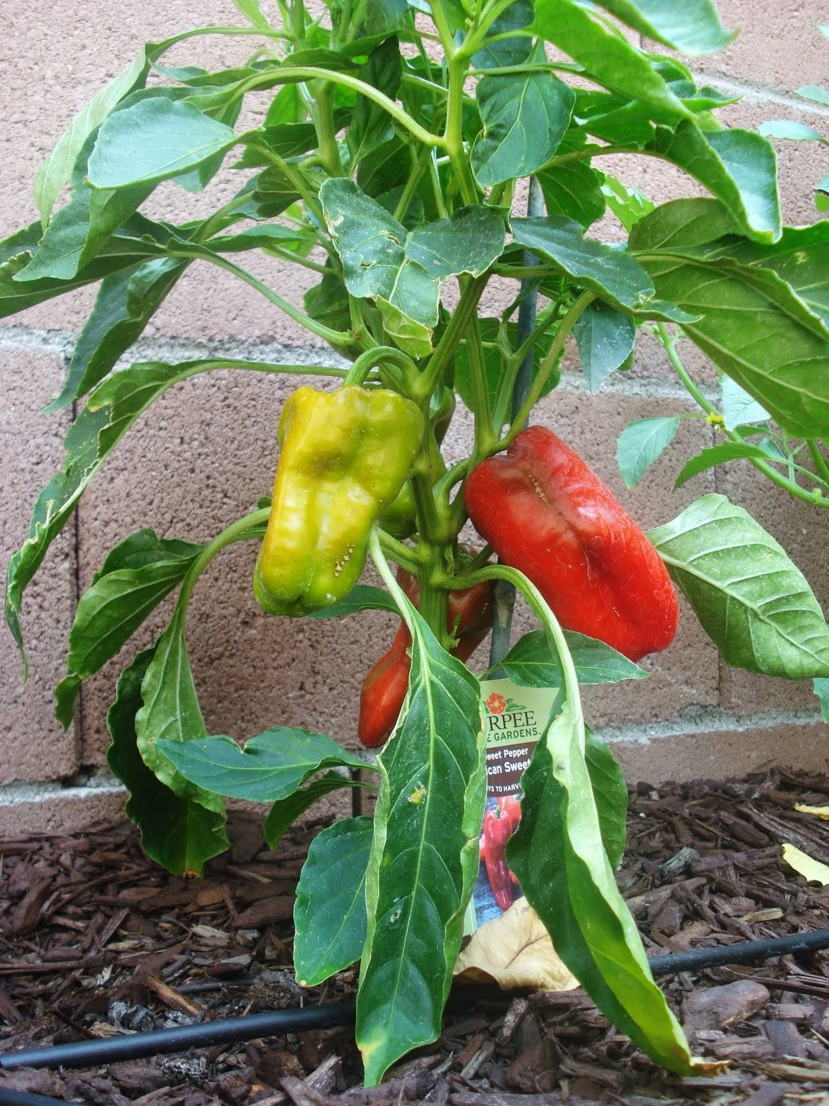 PEPPER SWEET BISCAYNE RED 500 SEEDS - $27.46