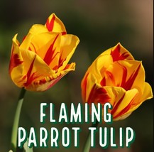 8 Bulbs Flaming Parrot Tulip Bulb Perennials Unique Varieties - $26.38