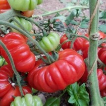 Costoluto Genovese Tomato Seeds Organic US Fast Shipping - $37.22 MXN