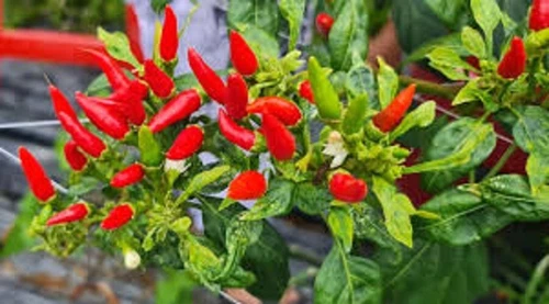 Small Red Chili Hot Pepper 5000 20000 Scoville Units Best Chili Powder U... - $1.99
