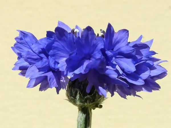 Top Seller 1000 Tall Blue Bachelors Button Cornflower Centaurea Cyanus F... - £11.63 GBP