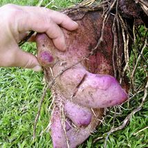 Purple Lesser yam Ñame (Dioscorea alata) Live Plant 12”-24” Healthy Edible Root - £54.81 GBP