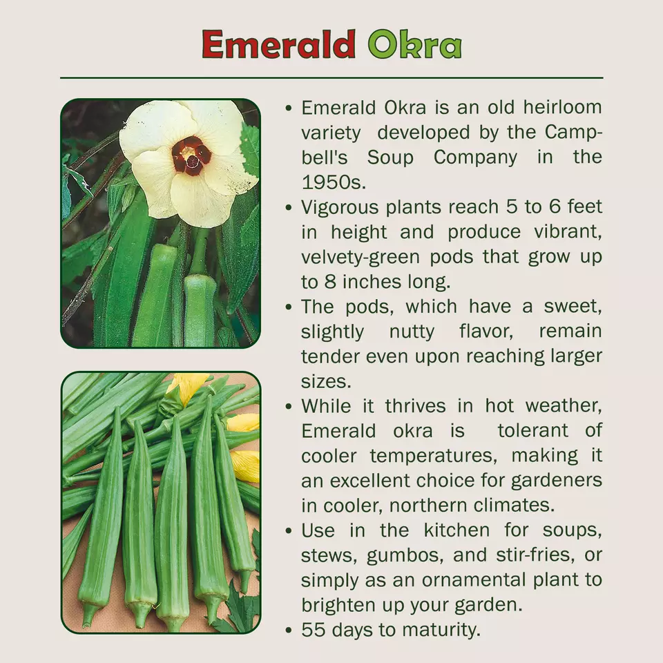 100 Emerald Okra Seeds - $9.23
