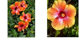 EXOTIC HAWAIIAN SUNSET~FIESTA HIBISCUS STARTER LIVE PLANT 3 TO 5 INCHES ... - $27.99