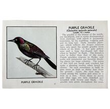 Purple Grackle Bird Print 1931 Blue Book Birds Of America Antique Art PC... - $28.01 CAD
