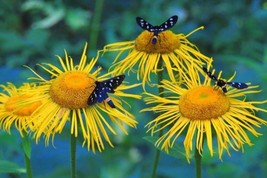 Inula Helenium Elecampane Large Yellow Flowers Perennial Seeds Fresh Seeds Fast  - £12.69 GBP