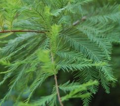 BALD CYPRESS TREE quart pot Taxodiun distichun image 3