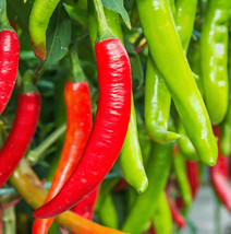 New Fresh Seeds Large Red Thick Cayenne Pepper Hot Chili Chile Vegetable - $9.90