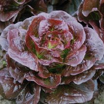 600+ Seeds Romaine Cimarron Lettuce Red Vegetable Garden Heirloom - £9.33 GBP