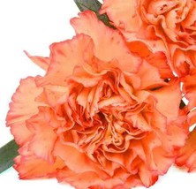 Carnation Chabaud Orange * 50 Seeds - Orange and Cream - Scented - Everlasting - £3.78 GBP
