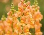 Chantilly Light Salmon Snapdragon Seeds: Fragrant Cut Flowers - $13.95