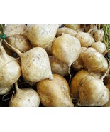 Jicama Seeds, True, Mexican Yam Bean, NON-GMO, Mexican Heirloom, FREE SH... - $30.67 MXN+