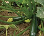 25 Dark Green Zucchini Summer Squash Seeds Non-Gmo #Zucchiniseeds Fast S... - $8.99
