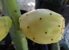 50 Seeds, Yellow Fruit Prickly Pear Cactus, Opuntia, Cristalina Tuna Zarca Nopal - £31.55 GBP