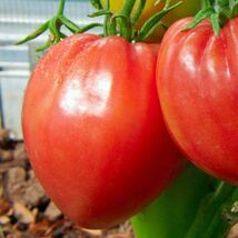 Pink Oxheart Tomato Seeds, Large Tomato, NON-GMO, Heirloom, FREE SHIPPING - €1,69 EUR+