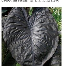 Diamond Head Colocasia Esculenta Elephant Ear Small Rooted Starter Plant... - $37.96