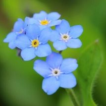20 FORGET ME NOT Blue Flowers Seeds Easy to Grow Floral Garden - $13.75