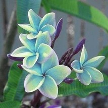 HS 5 Blue Plumeria Seeds Plants Flower Bloom Perennial Seed Flowers 205 Us Selle - £4.47 GBP