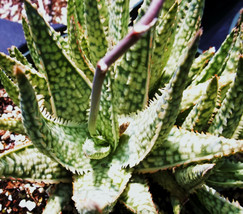 Aloe cultivar white lightning, exotic hybrid rare color succulent  seed 10 SEEDS - £7.18 GBP