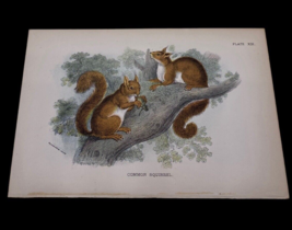 British Mammals The Common Red Squirrel Original Victorian Print c1896 Litho 5x7 - £65.80 GBP
