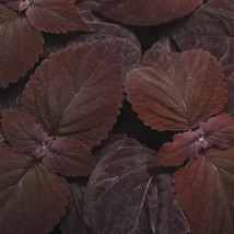 15 Seeds Coleus Sun Dark Chocolate Heirloom Seeds Swift Bloom Magic - £6.44 GBP