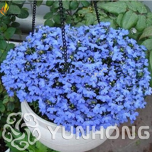 100 Seeds Blue Flower Aubrieta Cultorum Bonsai Violet Bonsai Queen Flower Bonsai - £3.68 GBP