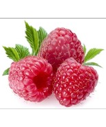 GIANT SWEET TULAMEEN RASPBERRY 100 SEEDS MEDICINAL ANTIOXIDANT FIBRE - $3.75