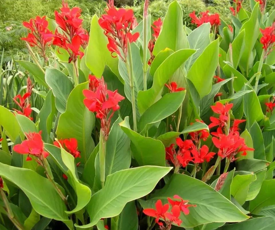 20 Red Dazzler Canna Lily Seeds Indian Shots, Arrowhead USA Seller - £5.98 GBP