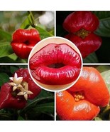 50pcs Sexy Red Lip Flower Seeds Garden Park Plant Psychotria Elata Seeds... - €4,86 EUR