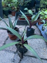 Tradescantia Spathacea Boat  1 Plant Lily Moses in the Cradle Oyster - £8.56 GBP